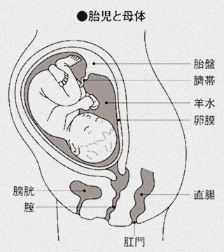 胎盤の役割